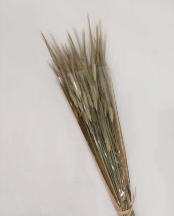 Dried Natural Long Wheat Bunch