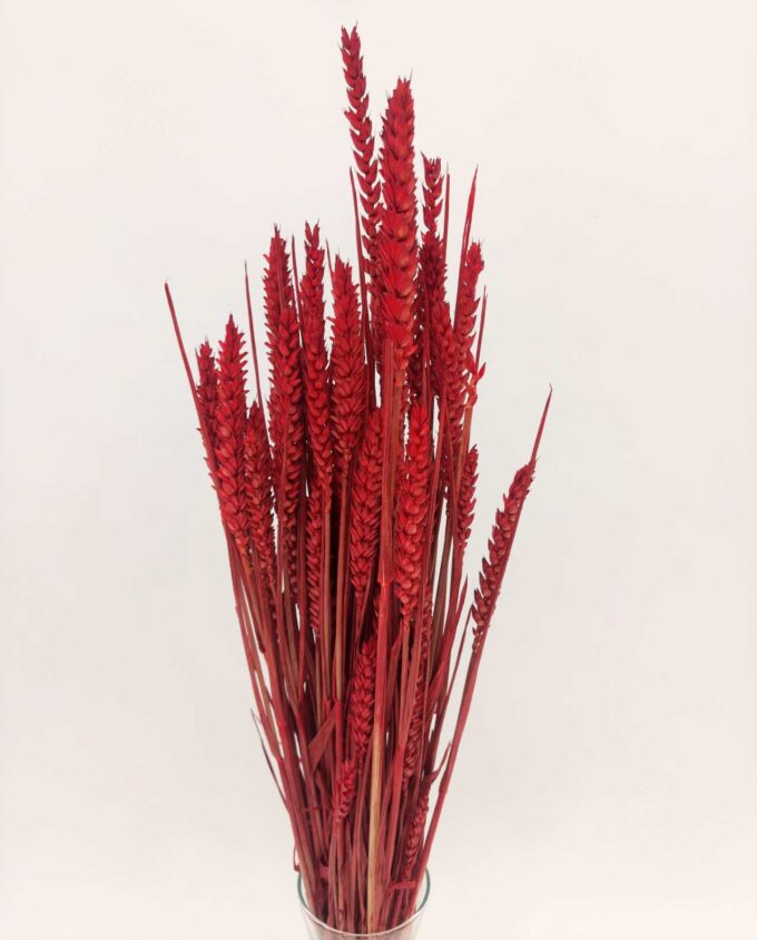 Dried Red Wheat Bunch