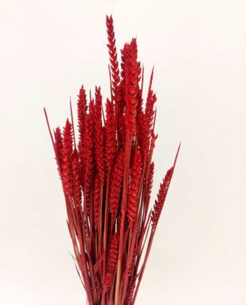 Dried Red Wheat Bunch