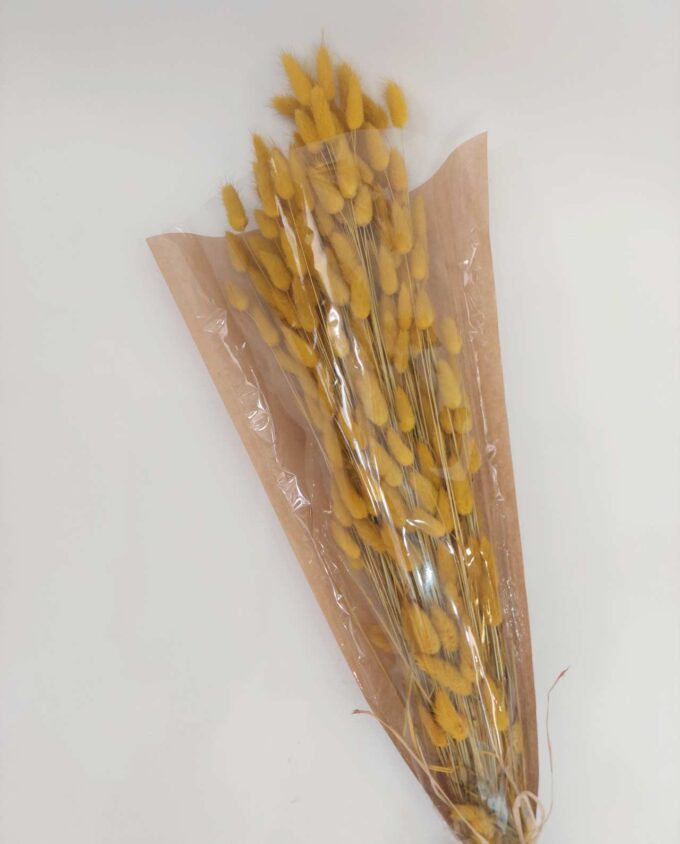 Dried Yellow Lagurus Bunch
