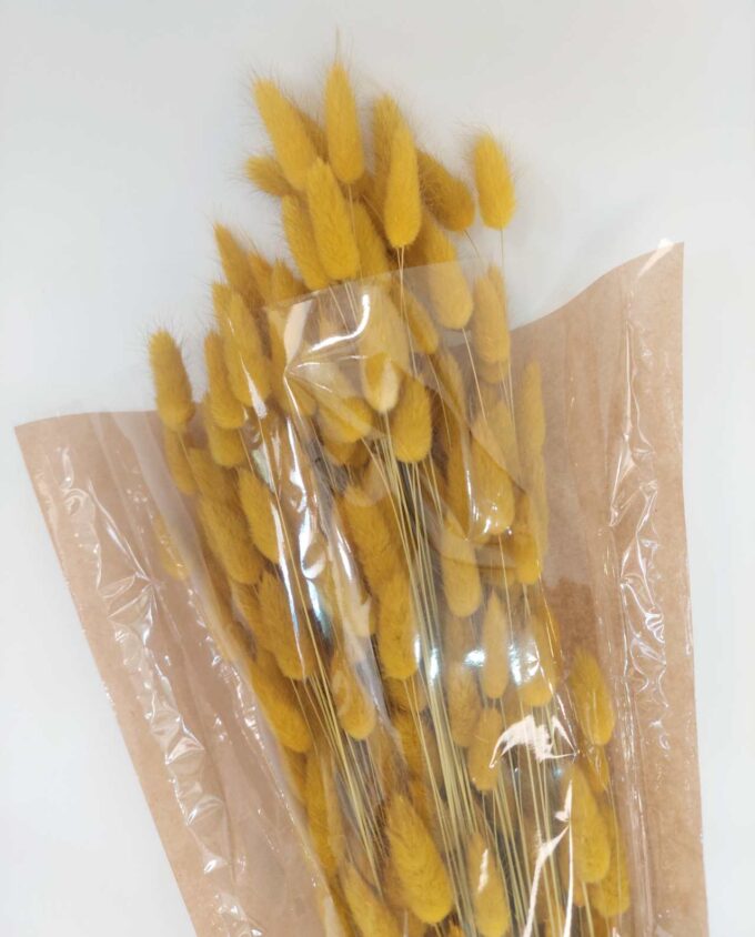 Dried Yellow Lagurus Bunch