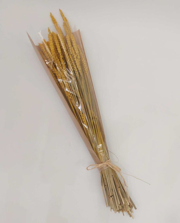 Dried Yellow Lagurus Bunch