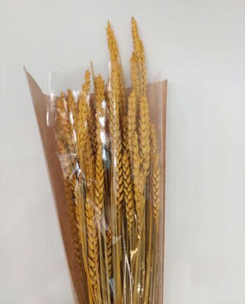 Dried Yellow Wheat Bunch