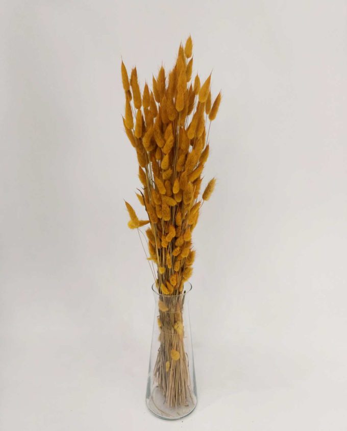 Dried Yellow Lagurus Bunch