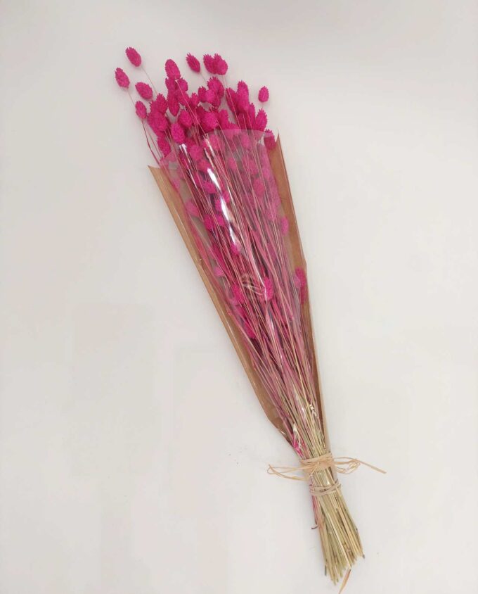 Dried Magenta Fuschia Phalaris Bunch