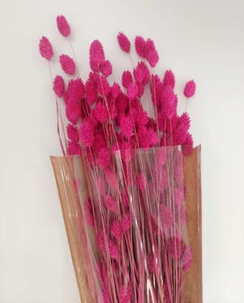 Dried Magenta Fuschia Phalaris Bunch
