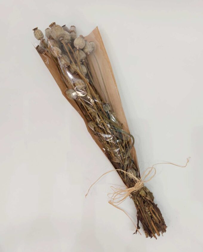 Dried Natural Papaver Bunch