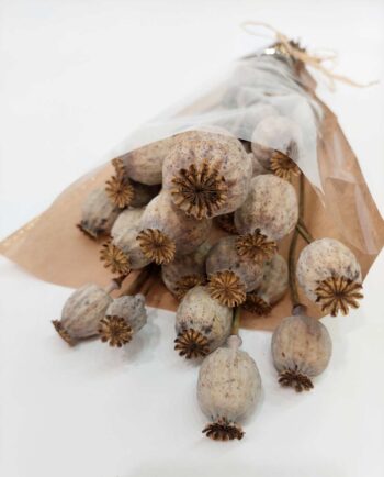 Dried Natural Papaver Bunch