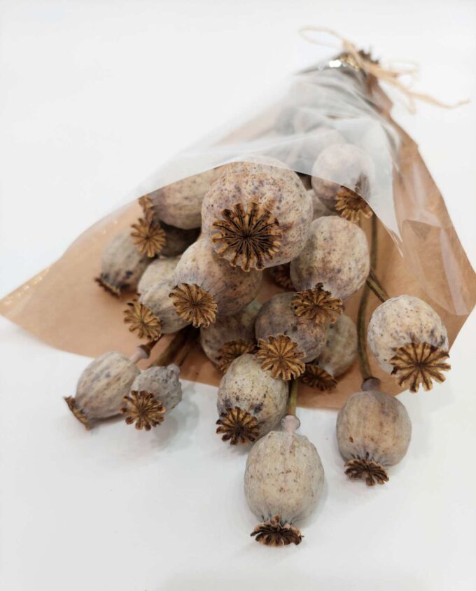 Dried Natural Papaver Bunch
