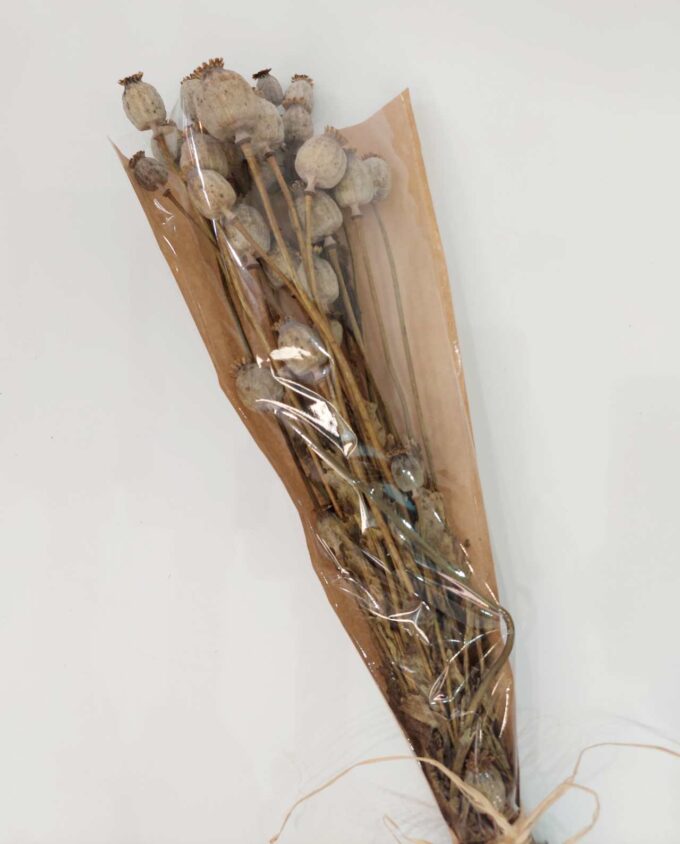 Dried Natural Papaver Bunch