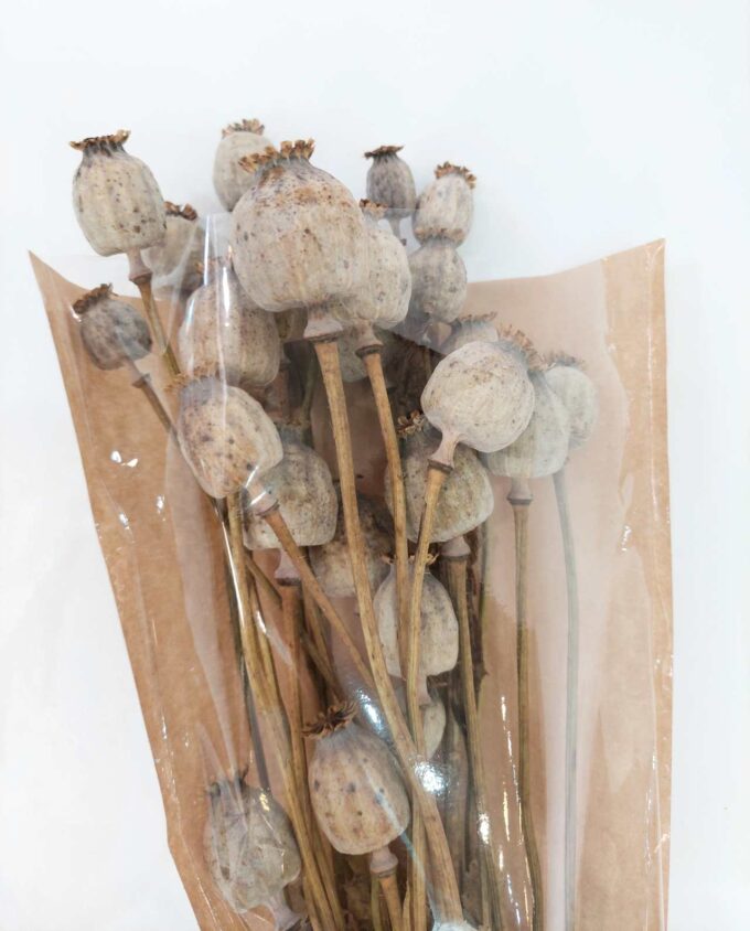 Dried Natural Papaver Bunch
