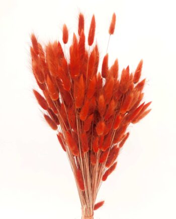 Dried Orange Lagurus Bunch