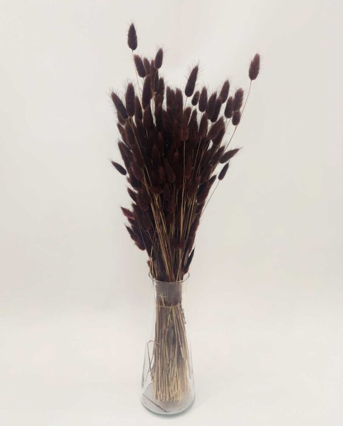 Dried Brown Lagurus Bunch