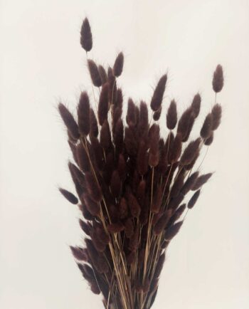 Dried Brown Lagurus Bunch