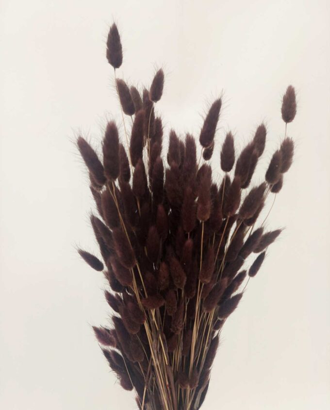 Dried Brown Lagurus Bunch