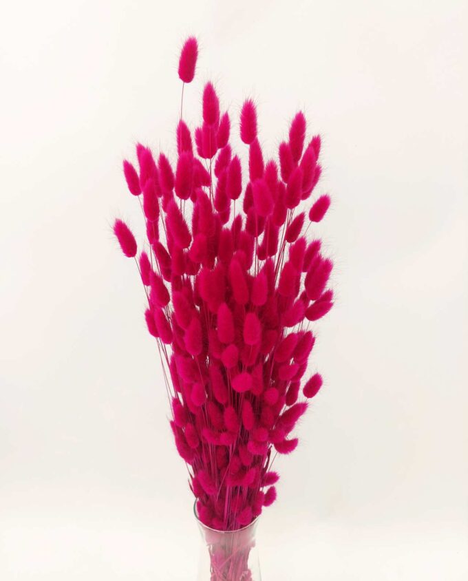 Dried Lagurus Fuschia Bunch
