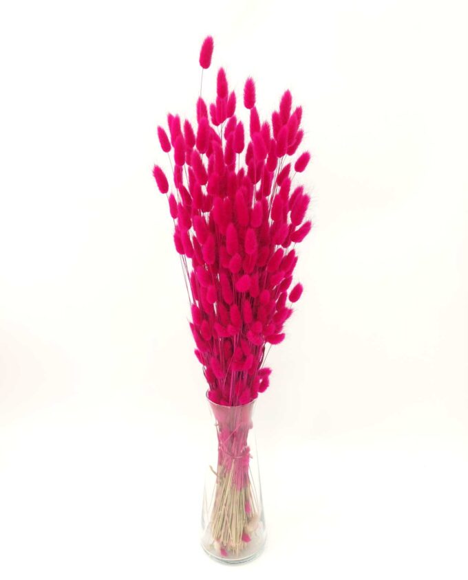 Dried Lagurus Fuschia Bunch
