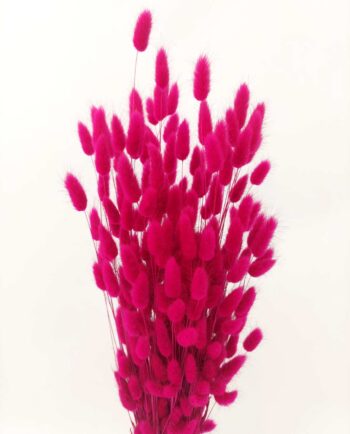 Dried Lagurus Fuschia Bunch