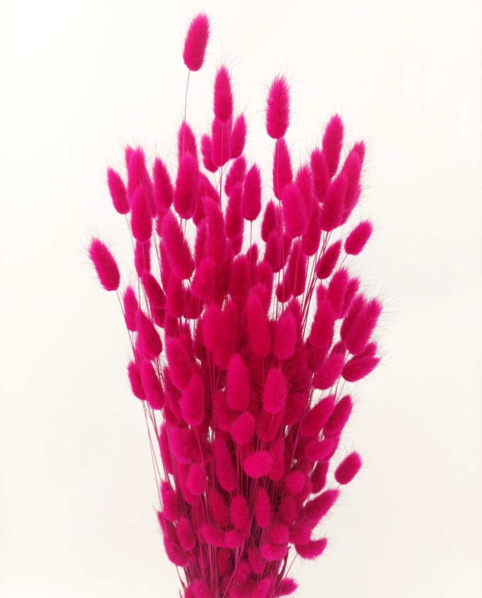 Dried Lagurus Fuschia Bunch