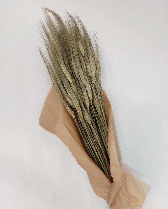 Dried Natural Long Wheat Bunch