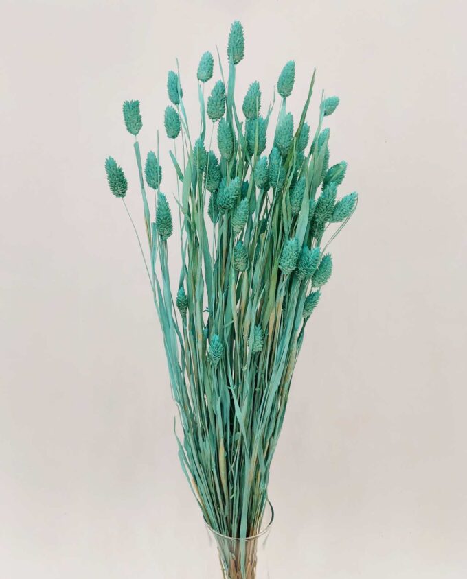 Dried Turquiose Phalaris Bunch