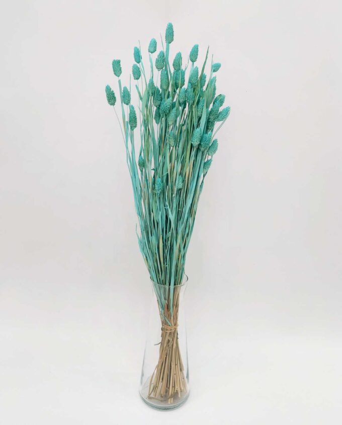 Dried Turquiose Phalaris Bunch