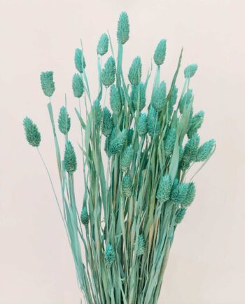 Dried Turquiose Phalaris Bunch