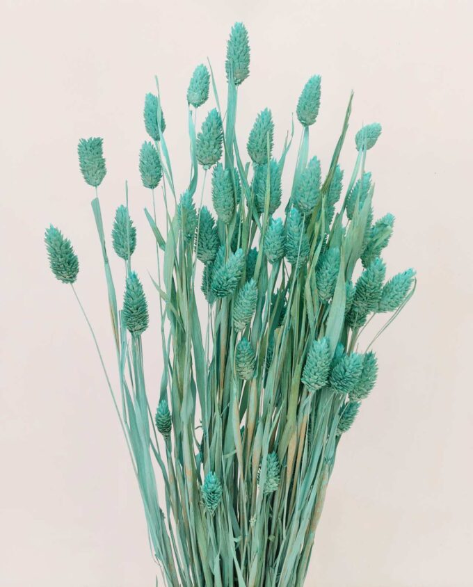 Dried Turquiose Phalaris Bunch