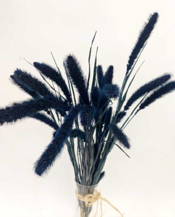 Dried Dark Blue Setaria Bunch