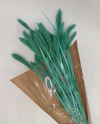 Dried Turquoise Setaria Bunch