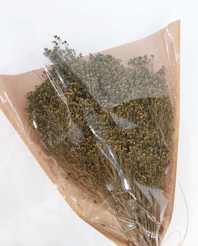 Dried Green Bloom Bloom Bunch