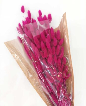 Dried Lagurus Fuschia Bunch