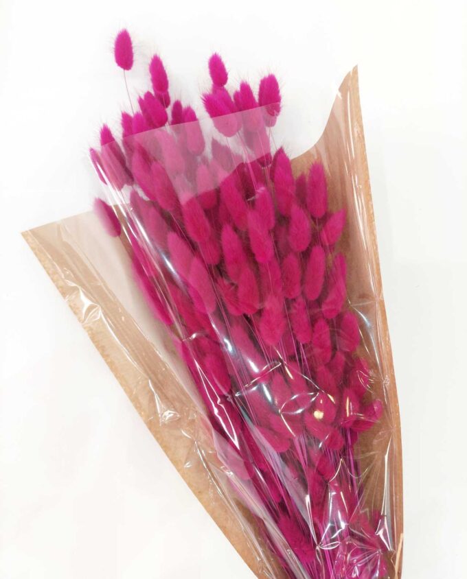 Dried Lagurus Fuschia Bunch