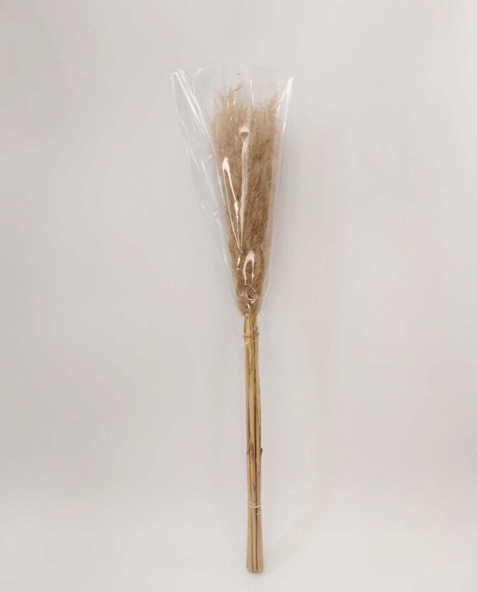 Dried Natural Pampas Grass Bunch 5 Pieces