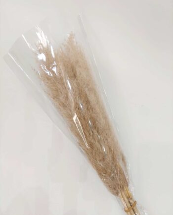 Dried Natural Pampas Grass Bunch 5 Pieces