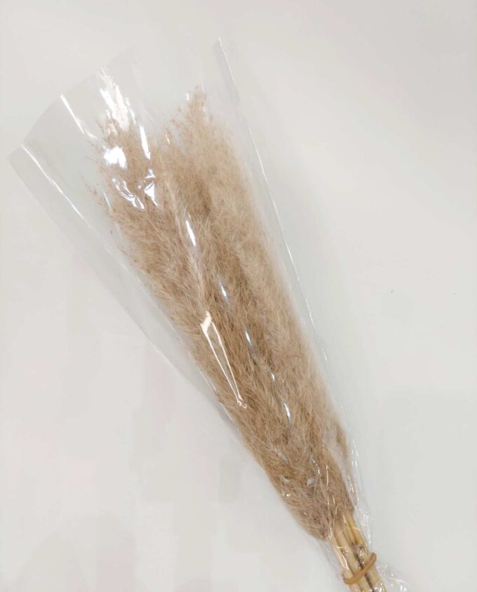 Dried Natural Pampas Grass Bunch 5 Pieces