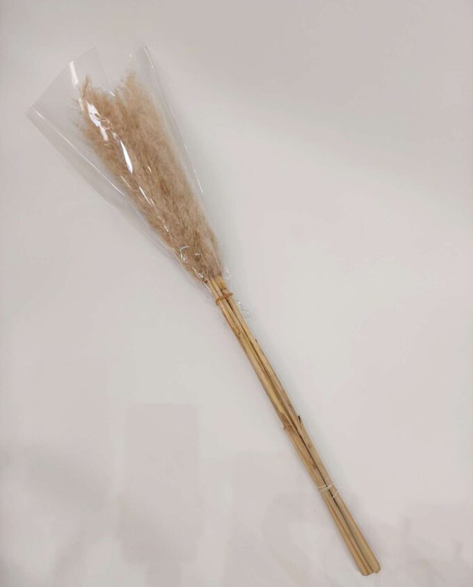 Dried Natural Pampas Grass Bunch 5 Pieces