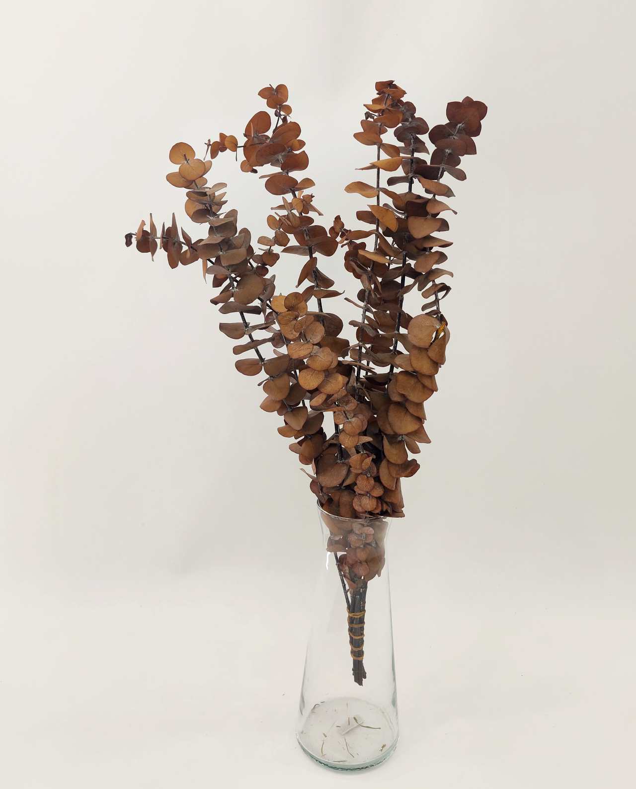 dried-flower-eucalyptus-honey-brown-vase Dried Eucalyptus Spiral Honey Brown