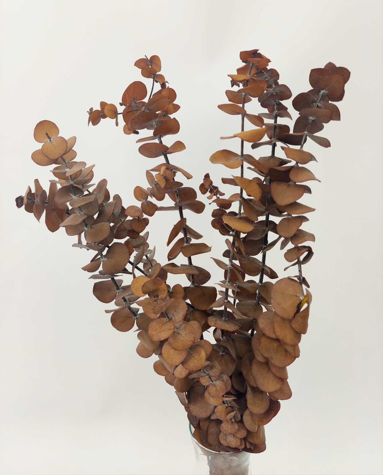 dried-flower-eucalyptus-honey-brown-zoom