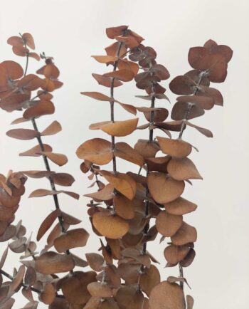 Dried Eucalyptus Spiral Honey Brown