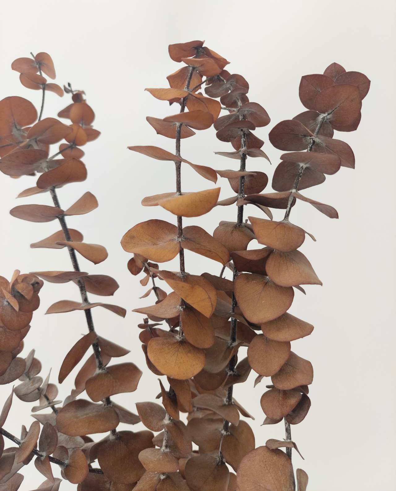 dried-flower-eucalyptus-honey-brown-zoomed Dried Eucalyptus Spiral Honey Brown