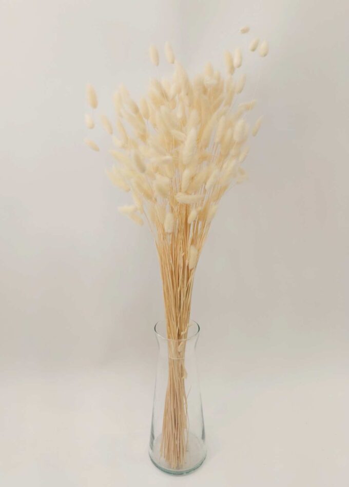 Dried White Lagurus Bunch in vase