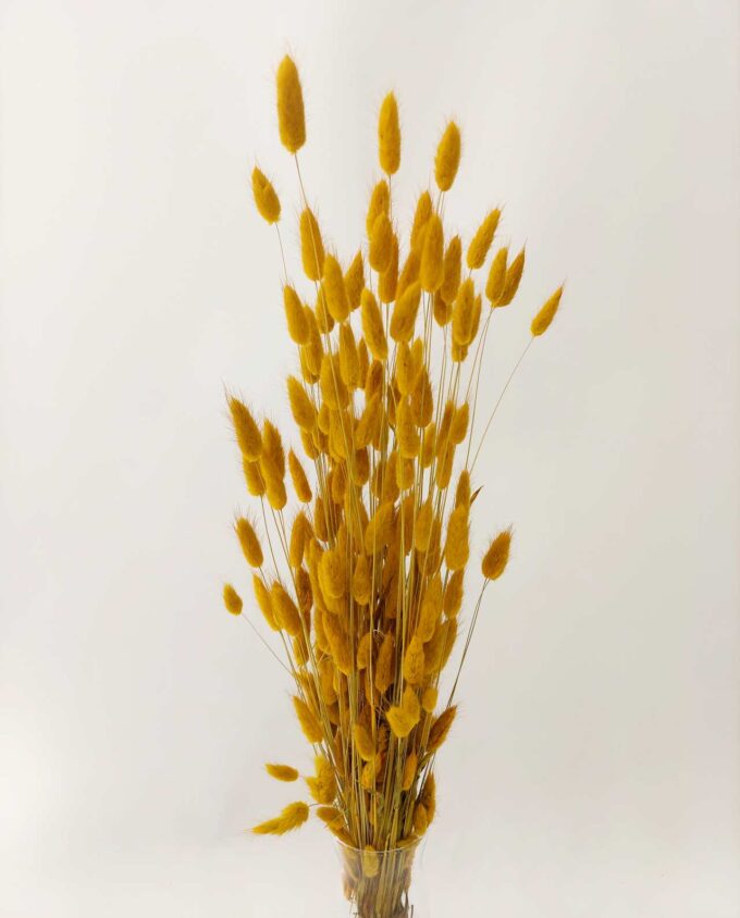 Dried Yellow Lagurus Bunch