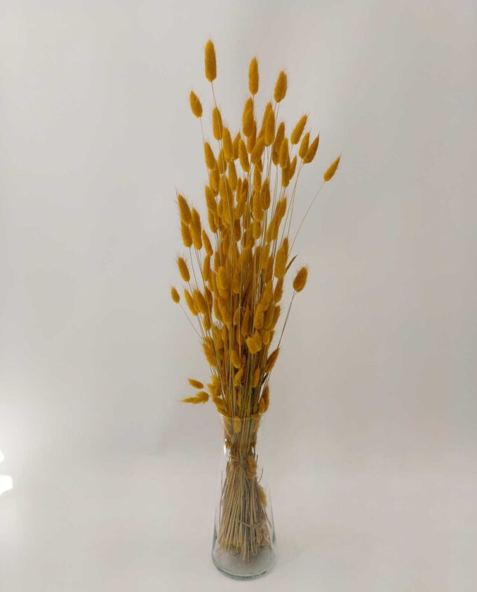 Dried Yellow Lagurus Bunch