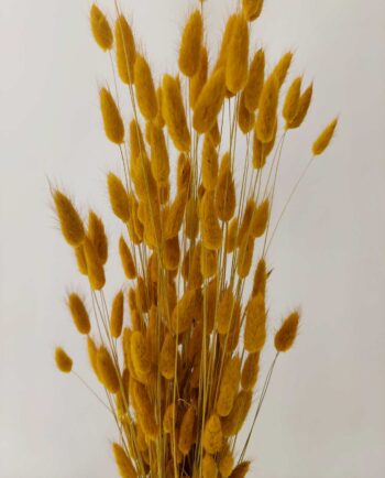 Dried Yellow Lagurus Bunch