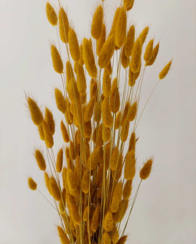 Dried Yellow Lagurus Bunch