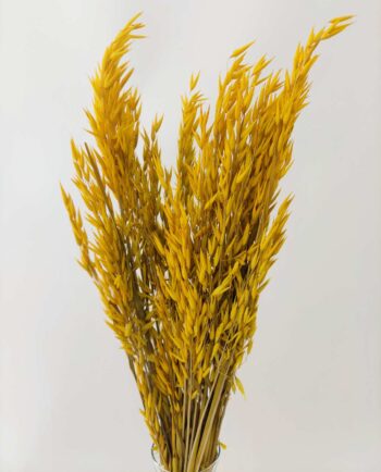 Dried Yellow Oats Bunch