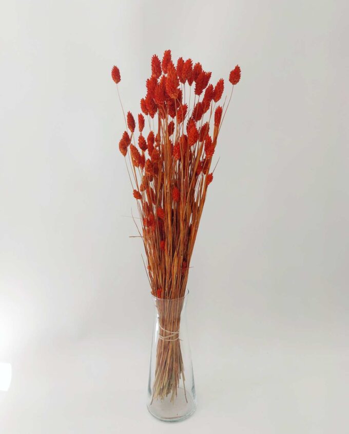 Dried Orange Phalaris Bunch