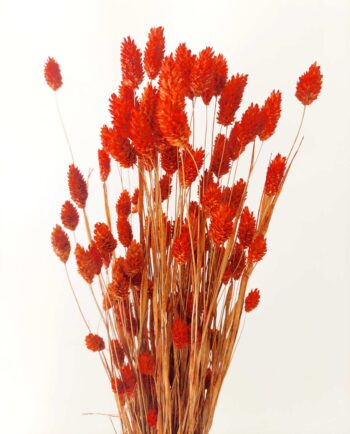 Dried Orange Phalaris Bunch