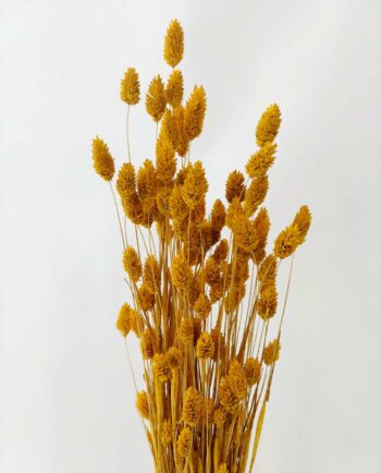 Dried Yellow Phalaris Bunch